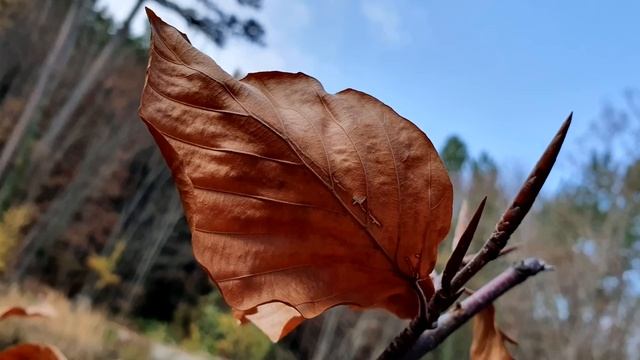 Самсунг гелакси $10е баттл Кошка. смотреть онлайн