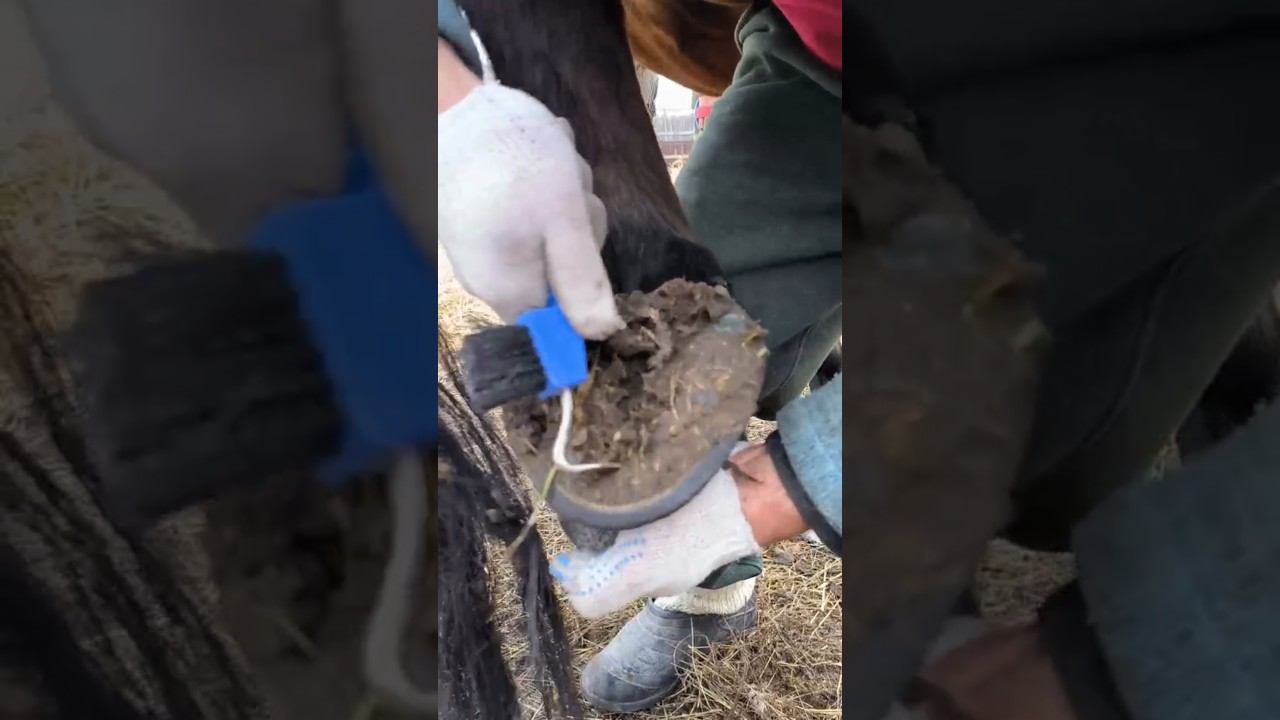 Чистка копыт у лошади! #чугунаево #лошади #охота #чистка #копыта