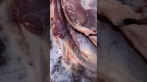 Черви в мясе .Охота