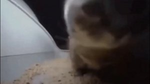 chipi chipi chapa chapa dubi dubi daba daba || Christell - Dubidubidu (lyrics/letra)