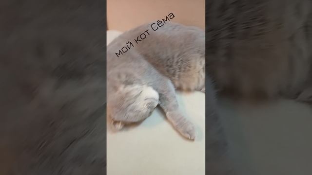 мой любимый кот смотреть онлайн