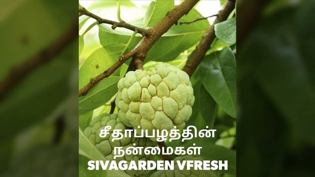 Custerd Apple Seetha Pazham Benefits in Tamil смотреть онлайн