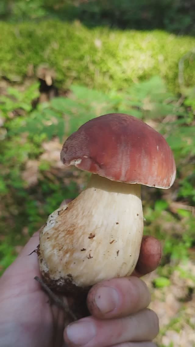 Боровик грибы 2024 смотреть онлайн