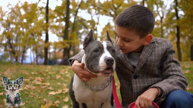 Is Your Dog Your Soulmate? Find Out Why And How ❤️🐶 смотреть онлайн
