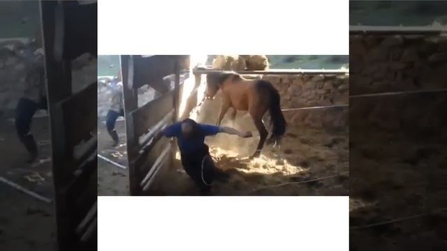 Лошадь не в духе_Agressive horse смотреть онлайн