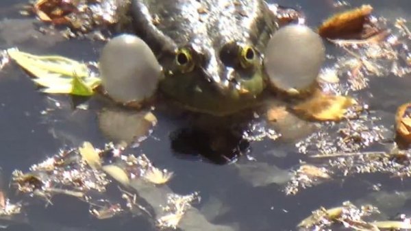 радостные лягушки