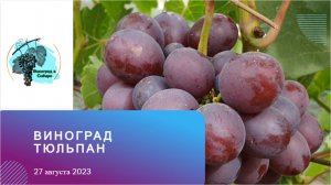 #Виноград #Тюльпан