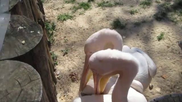 пеликаны. смотреть онлайн