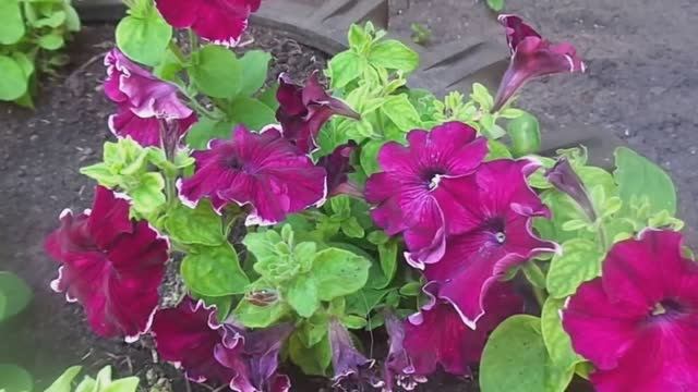 Выращивание и Уход за Петуньей, Фриллитуньей и Суфринией на Своем Приусадебном Участке. смотреть онлайн