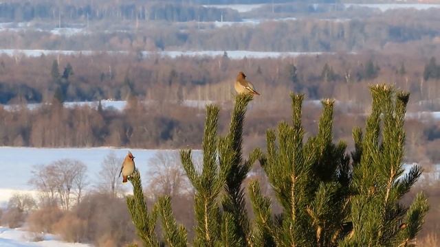 №4833 20 03 2024 Птицы Удмуртии Свиристели смотреть онлайн