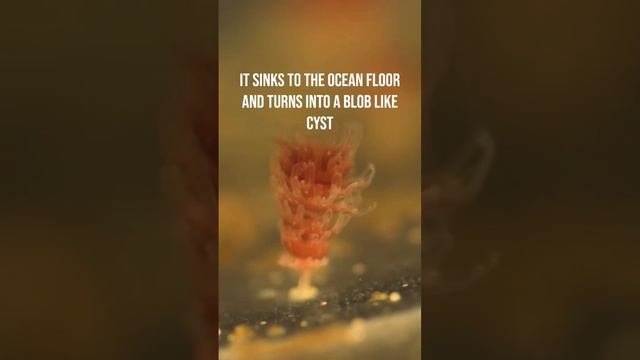 This Creature Is Immortal! смотреть онлайн