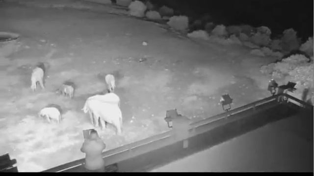 Ночная прогулка слонов