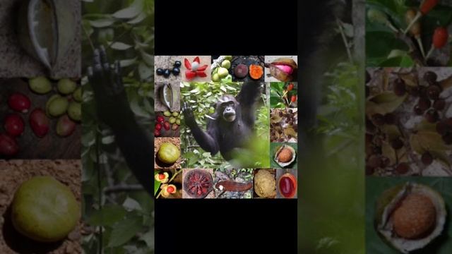 Why Chimps And Bonobos Are So Different #chimps #bonobos #evolution