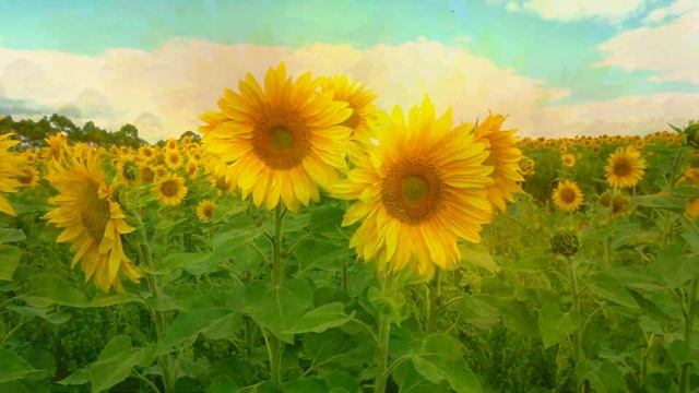 Pick your own sunflowers at Dunnstown Sunflower Field 2021 - 向日葵花田 смотреть онлайн