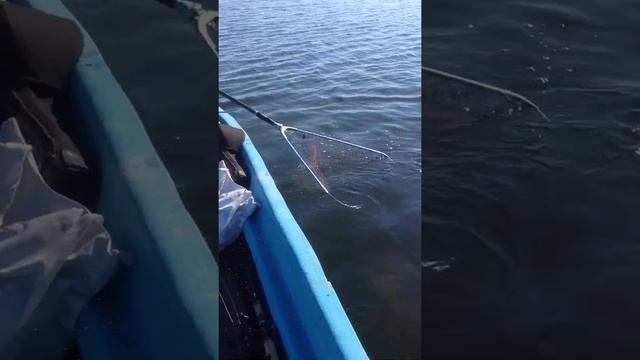 Змееголов в дельте смотреть онлайн