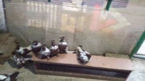 Ч.2.В гостях у Сидельцева А.Г.
Донецкие голуби.