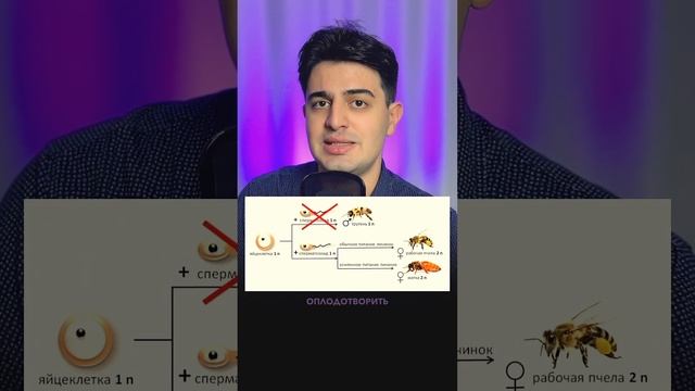 Как устроена пчелиная семья для ЕГЭ/ОГЭ по биологии смотреть онлайн