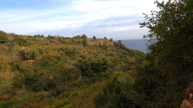 Permacultura de Bosques Frutales en Málaga , España | Comunidad Crudivegana | Aguacate Salvaje смотреть онлайн