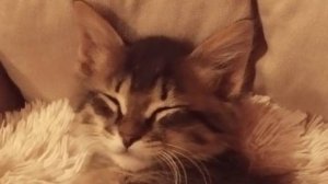 Ах это кошачье племя!!!