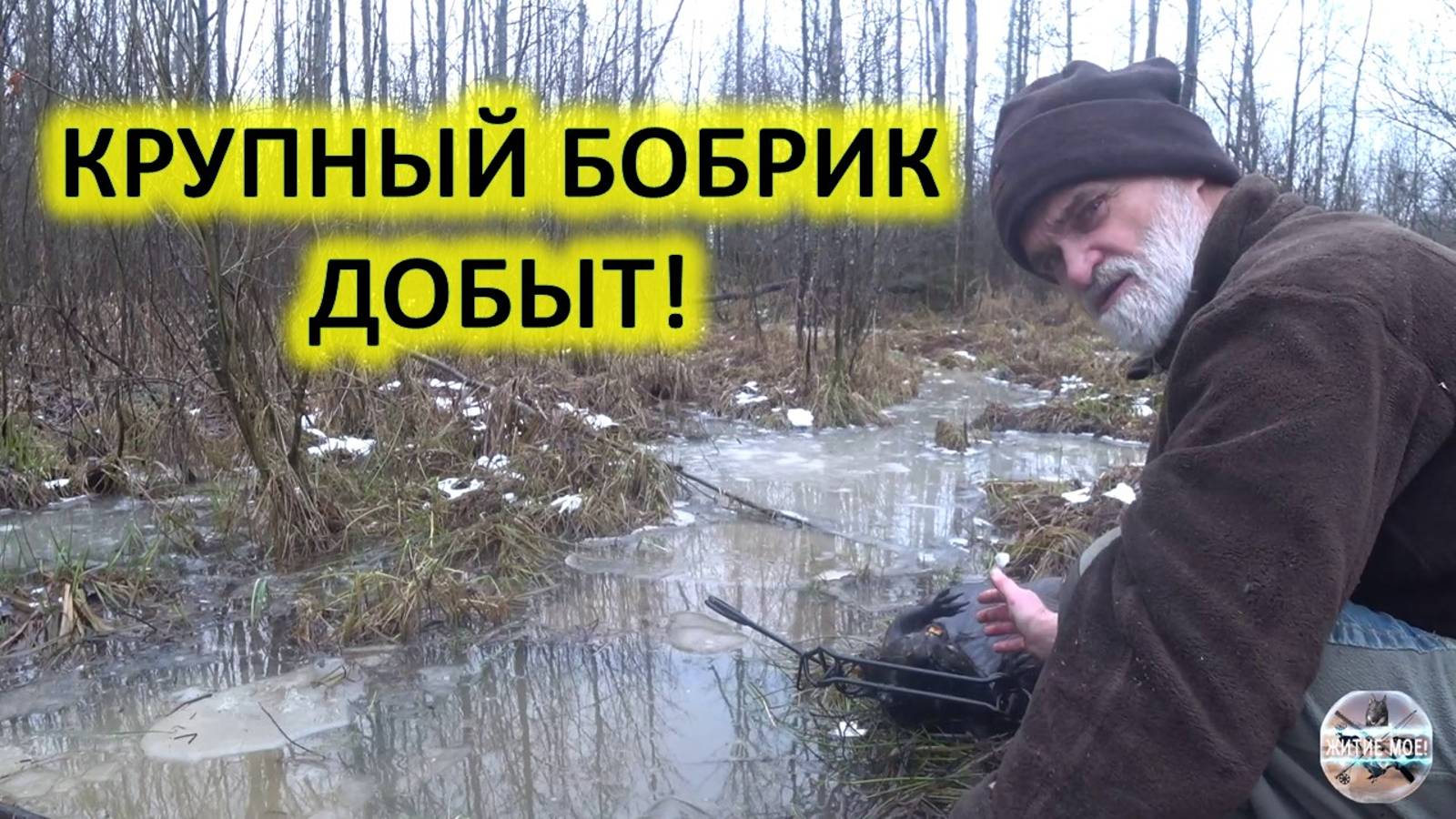 Крупный бобр добыт! Осенняя охота на бобра с капканами. Проверка капканов на бобра. смотреть онлайн