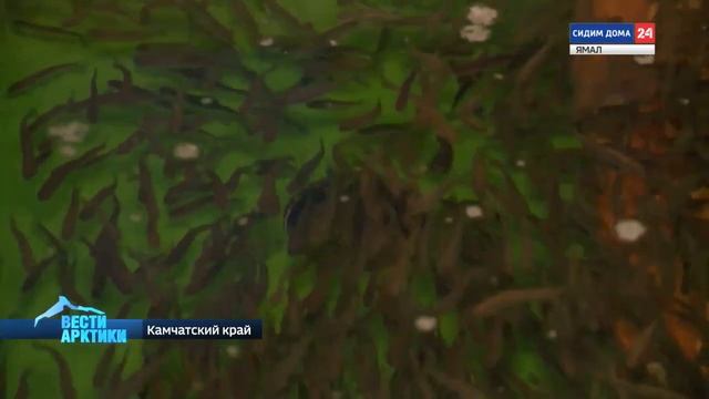 Рыбный выпускной на Камчатке: мальки лосося вышли в свободное плавание смотреть онлайн
