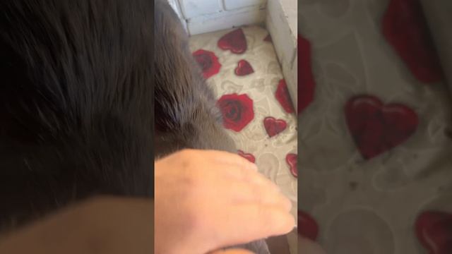 Лепс со мной выходит покурить и выпить кофе🐈⬛🤓 смотреть онлайн