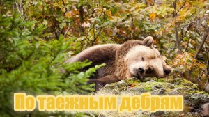 По таежным дебрям