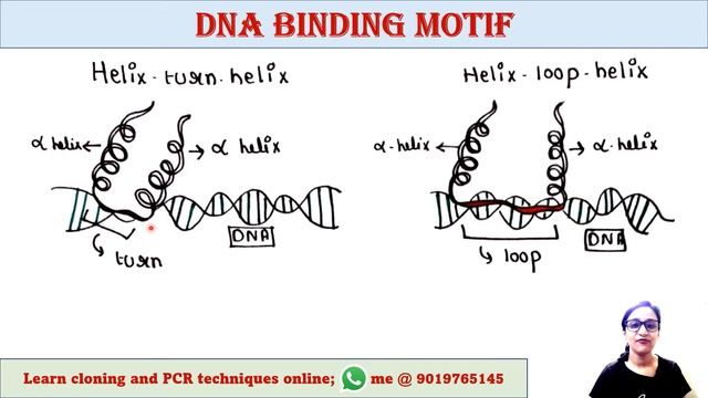DNA binding motif | Helix turn helix | Helix loop helix | Zinc finger | Leucine zipper смотреть онлайн