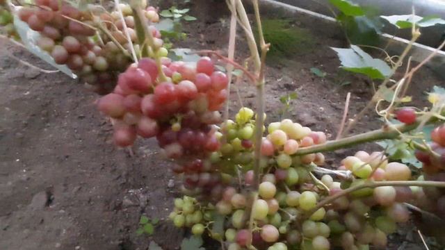 уход за виноградом 07 2023 г. смотреть онлайн