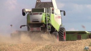 Комбайн Claas Lexion 580 удивил нас своей производительностью!Wheat harvest with Claas Lexion 580!
