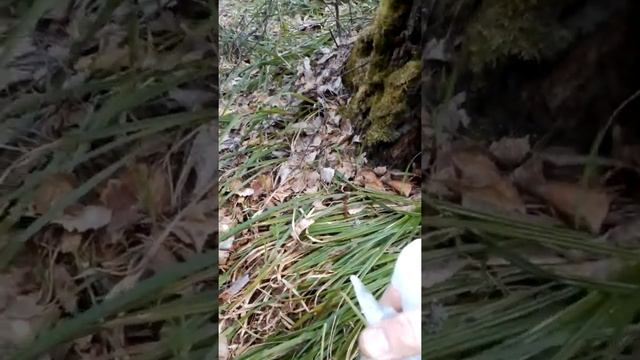 Кулинарный космос