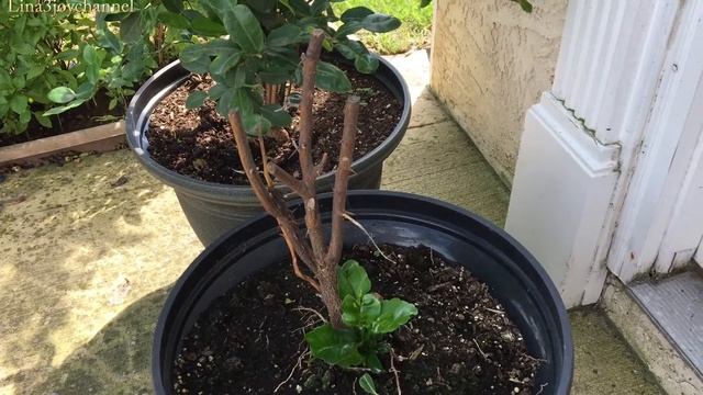 khmer derm kroch sherch/kaffir lime plant смотреть онлайн