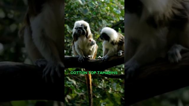 The Dopiest Hairdos In The Animal Kingdom | Cotton-top Tamarin