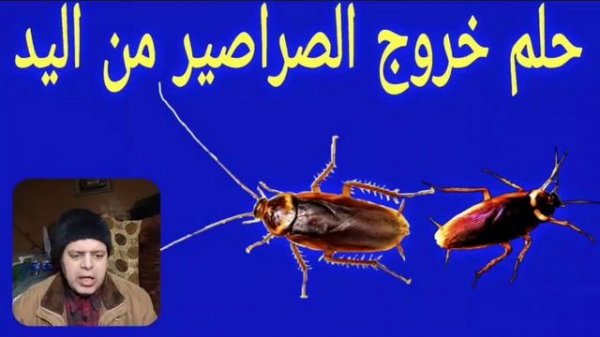 تأول رؤية الصراصير السوداء في الأحلام | ماذا يعني وجودي الصراصير في المنام |ماهوا تفسير حلم الصراصي