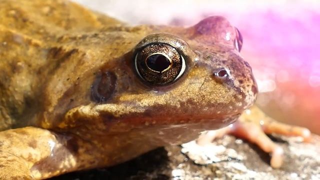 Звуки лягушек