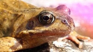 Звуки лягушек