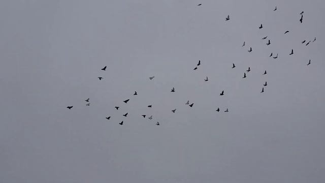 02.11.18. У меня умные голуби и нравятся только мне. смотреть онлайн