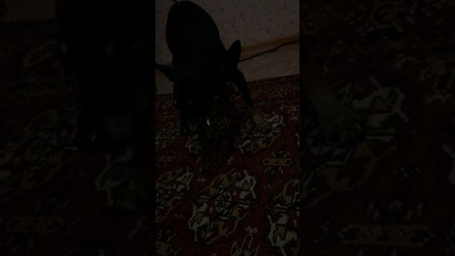 Собака тащится от жвачки смотреть онлайн