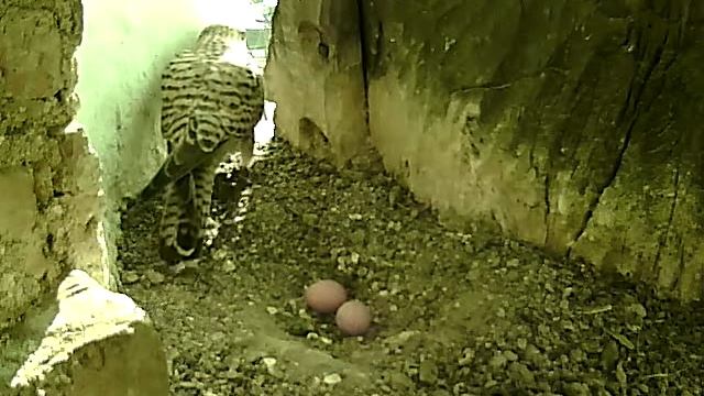 Пустельга: а вот и оно! смотреть онлайн