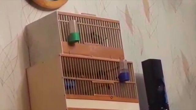 видео друзей смотреть онлайн