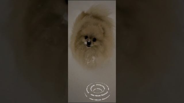 наш пёсик бесится смотреть онлайн