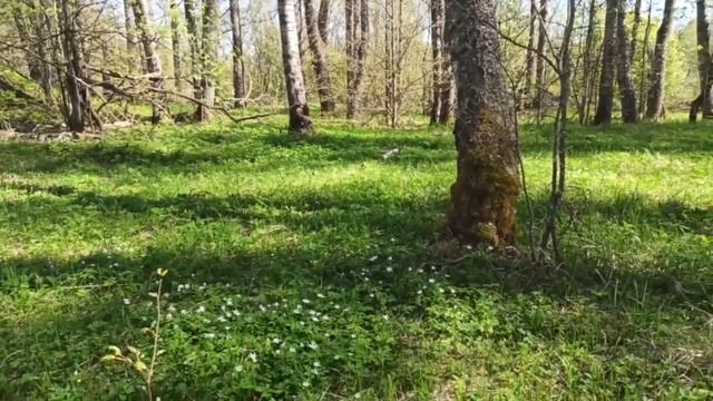 Загадочное стихотворение милой девушке смотреть онлайн