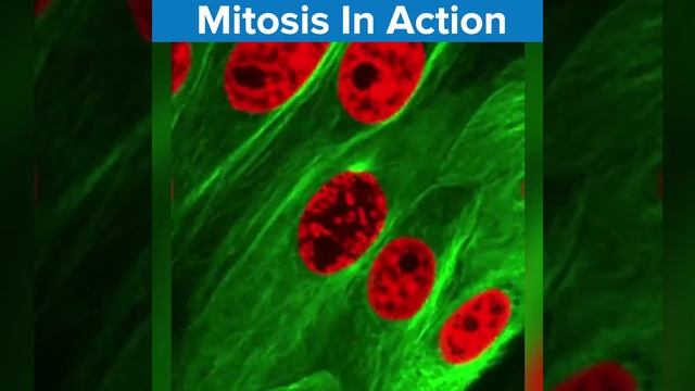 Mitosis in Action смотреть онлайн