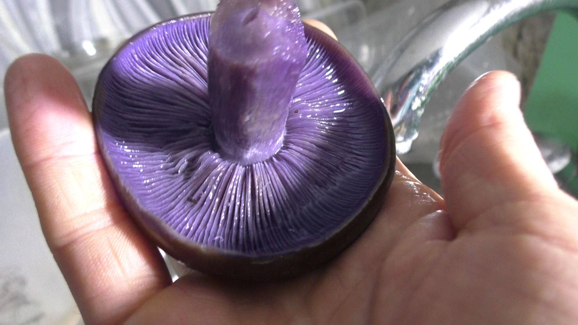 Приготовил ФИОЛЕТОВЫЕ ГРИБЫ таких ни в одном ресторане не попробуешь! смотреть онлайн