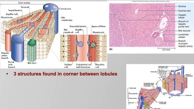 Annotated Digestive Physiology Lecture 5 смотреть онлайн