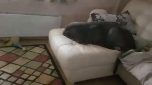 Мастино неаполитано. Мастиф реальная охрана дома