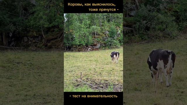 Тест на внимательность смотреть онлайн