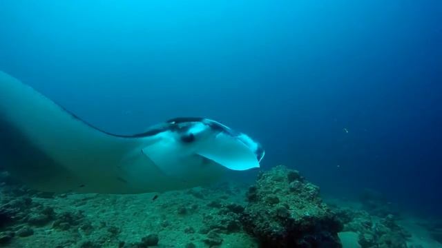 Meedhupparu Mantas смотреть онлайн