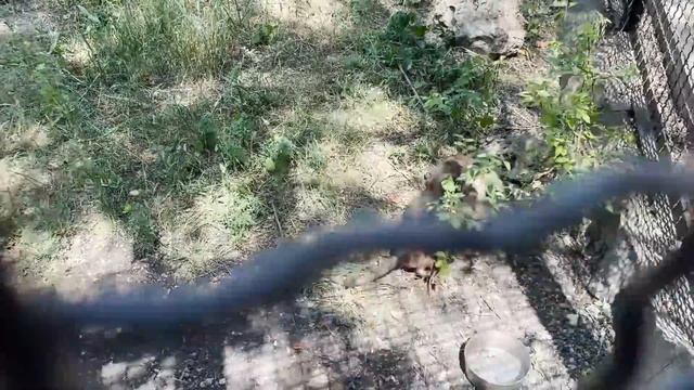 МИСКА НА ГОЛОВЕ, бунт в душе! Спасайся, кто может - Степану СКУЧНО! Маняша в шоке!