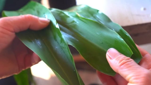 2闺女嘴馋粽子，胖妹实力宠娃包4种口味的粽子，全家吃过瘾了【陈说美食】 смотреть онлайн
